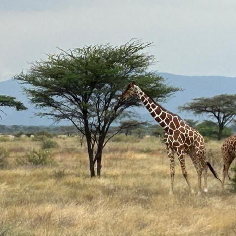 Endinsa’t a la Kènia més salvatge: Safari, Natura i Fauna en Estat Pur