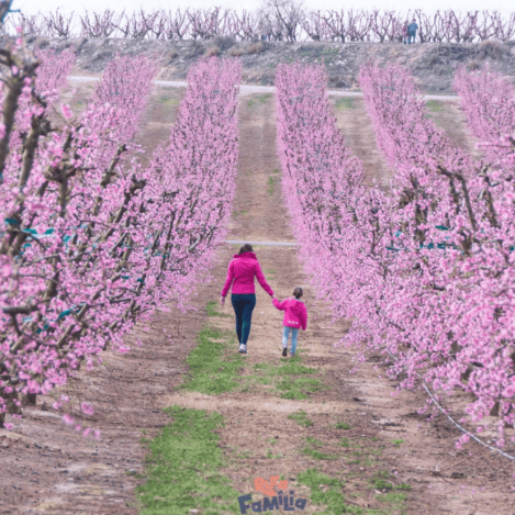 Primavera a Aitona: gaudeix de la floració dels presseguers