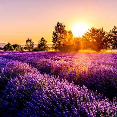 Ruta de l’Espígol a la Provença: viatge pel Luberon i pobles amb encant
