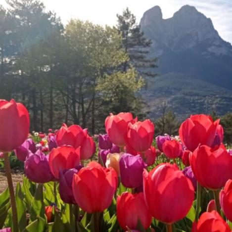 Floració dels tulipans a Saldes: escapada primaveral al Berguedà