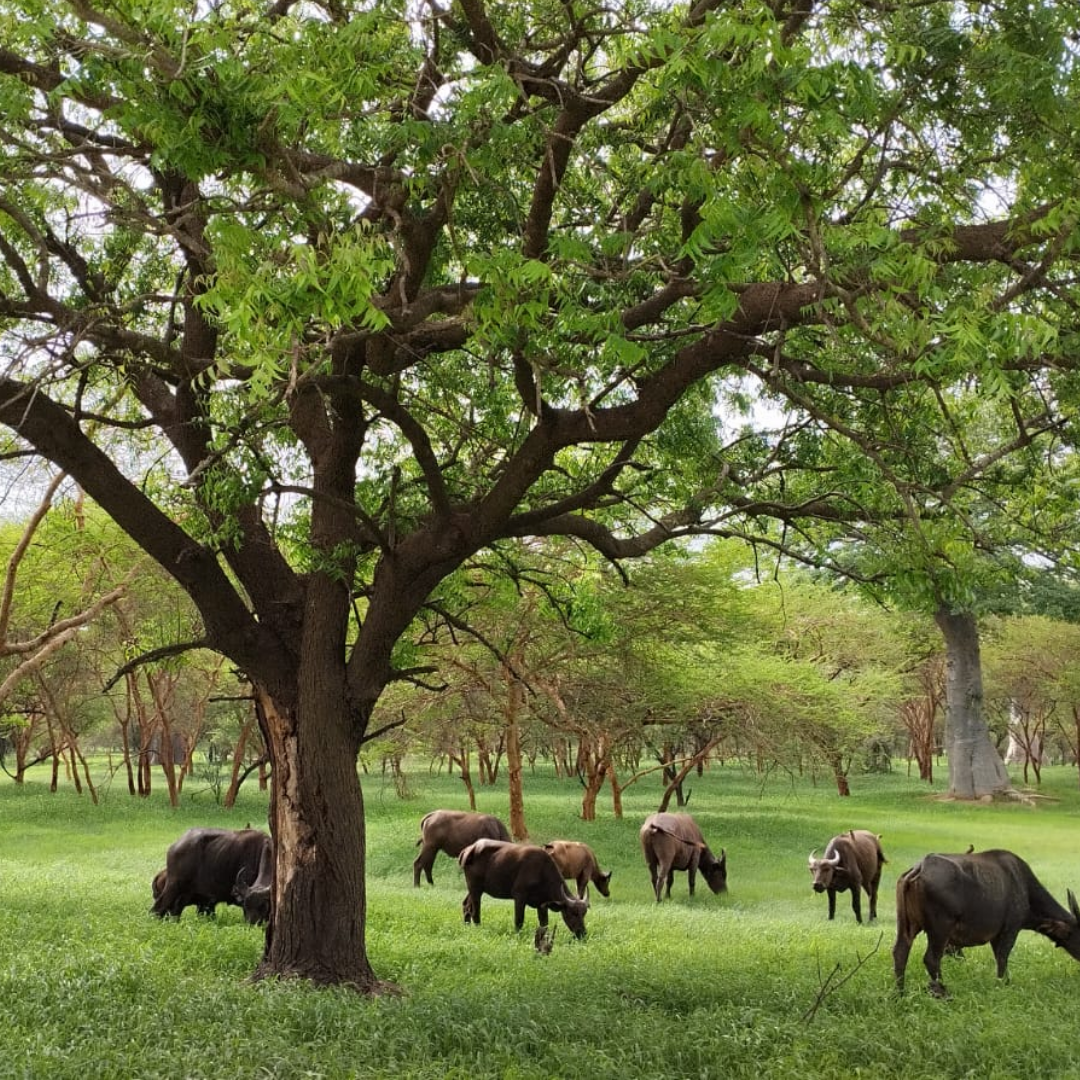 Descobreix el Senegal aquest pont de desembre!